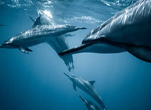 登“堂”入室！“甜瓜”安东尼将在本周末参加名人堂入选仪式